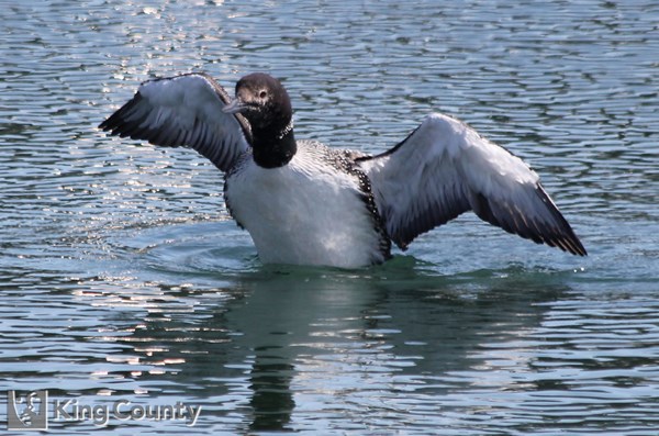 Photo of Gavia immer
